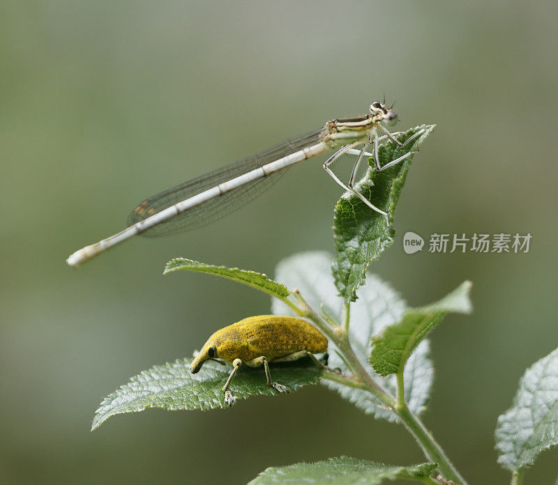 白腿豆娘(Platycnemis pennipes)雌性带甲虫